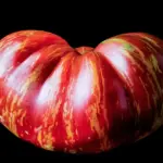 Kan jeg bruge vakuumbeholdere til opbevaring af andre ting end mad?